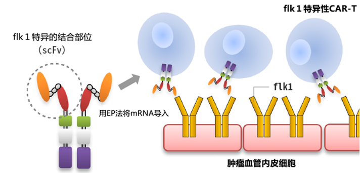 关于VEGFR特异的CAR-T研究开发