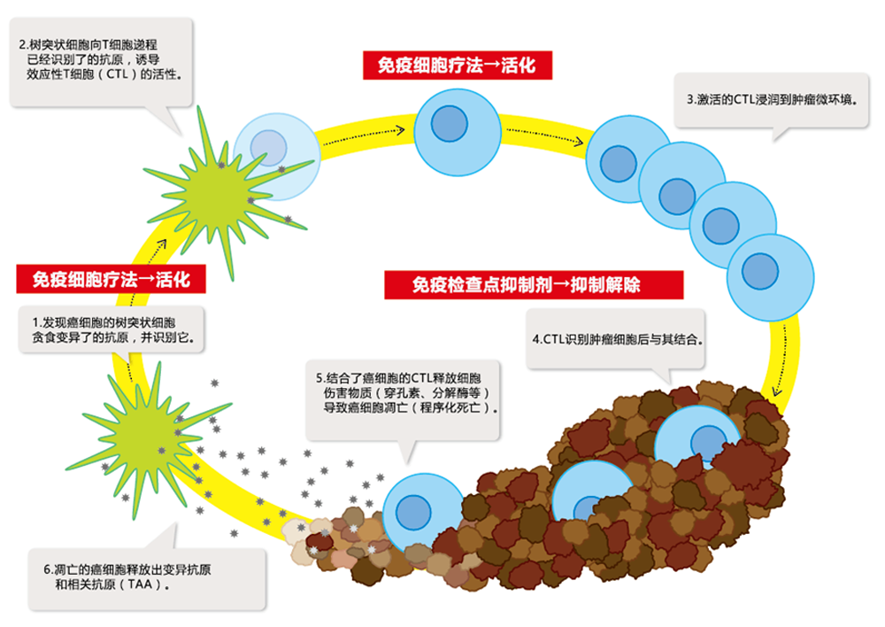 免疫チェックポイント阻害剤と免疫細胞治療との併用治療技術の研究開発治験実施